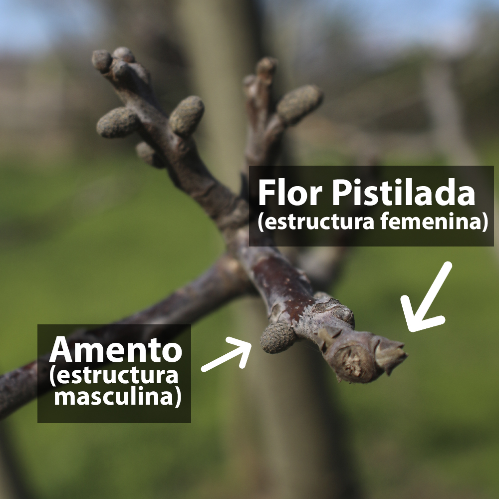 identificacion